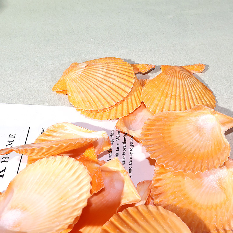 Best Yellow scallop shell fish - Marine Fish Tank 评论和价格