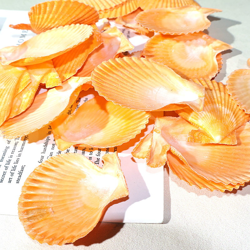 Best Yellow scallop shell fish - Marine Fish Tank 评论和价格