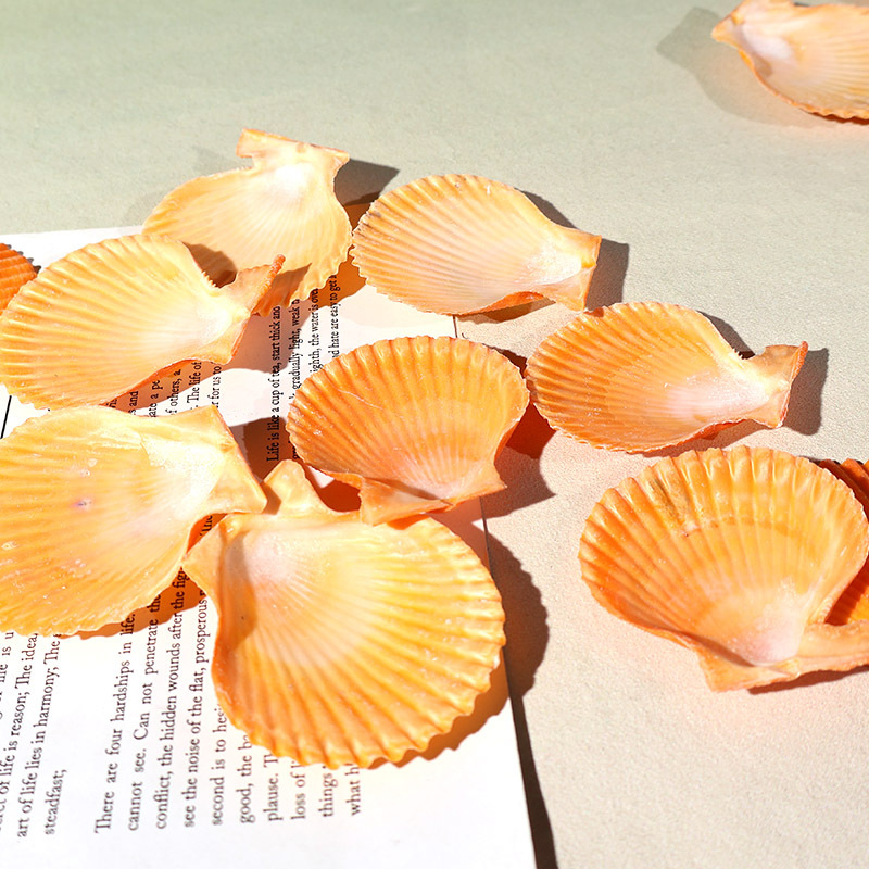 Best Yellow scallop shell fish - Marine Fish Tank 评论和价格