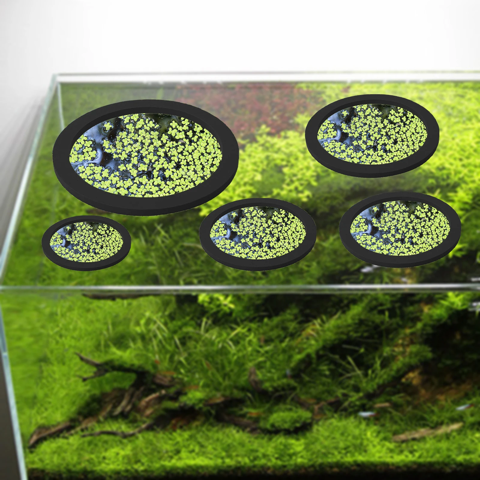 5Pcs EVA Fish Feeding Ring Aqu - Ocean Aquarium 评论和价格