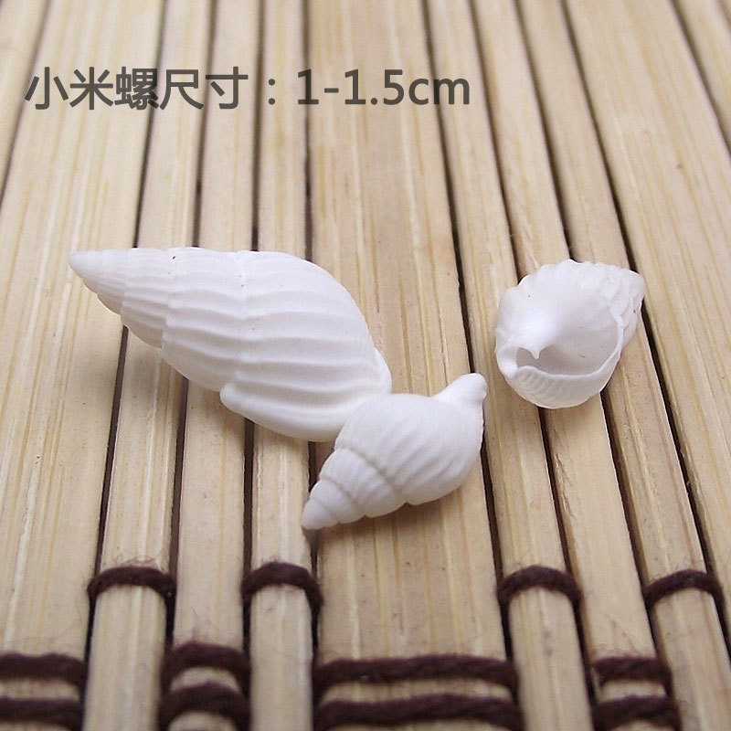 Natural Zeuxis & Nassarius She - Marine Aquarium 评论和价格