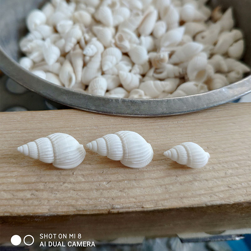 Natural Zeuxis & Nassarius She - Marine Aquarium 评论和价格