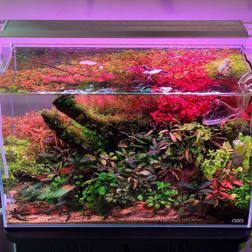 WEEK AQUA Aquarium Led Vivid L - Reef Lighting 评论和价格